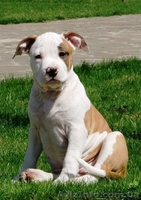 Подрощеный  щеноки  Ам. Стафф. Терьер., - <ro>Изображение</ro><ru>Изображение</ru> #2, <ru>Объявление</ru> #370635
