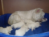 Вест-хайленд вайт терьер Лето с Вестиком! - <ro>Изображение</ro><ru>Изображение</ru> #2, <ru>Объявление</ru> #901629