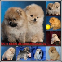 щенки померанского шпица ,,медвежата,,.Доставка по Украине - <ro>Изображение</ro><ru>Изображение</ru> #2, <ru>Объявление</ru> #437042