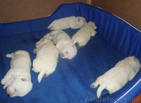 Вест-хайленд вайт терьер Лето с Вестиком! - <ro>Изображение</ro><ru>Изображение</ru> #3, <ru>Объявление</ru> #901629