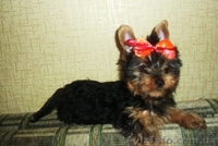 Предлагаю девочек йорка - <ro>Изображение</ro><ru>Изображение</ru> #1, <ru>Объявление</ru> #907602