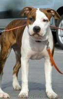 Девочки Американский Стаффордширский Терьер. - <ro>Изображение</ro><ru>Изображение</ru> #3, <ru>Объявление</ru> #217777