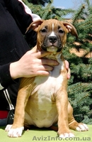 Подрощеный  щеноки  Ам. Стафф. Терьер., - <ro>Изображение</ro><ru>Изображение</ru> #1, <ru>Объявление</ru> #370635