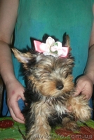 Предлагаю девочек йорка - <ro>Изображение</ro><ru>Изображение</ru> #3, <ru>Объявление</ru> #907602