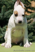 Подрощеный  щеноки  Ам. Стафф. Терьер., - <ro>Изображение</ro><ru>Изображение</ru> #4, <ru>Объявление</ru> #370635