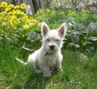 Вест-хайленд вайт терьер Лето с Вестиком! - <ro>Изображение</ro><ru>Изображение</ru> #1, <ru>Объявление</ru> #901629
