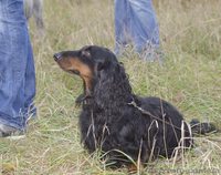 Длинношерстная такса - <ro>Изображение</ro><ru>Изображение</ru> #2, <ru>Объявление</ru> #895798