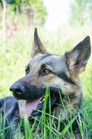 ЧИСТОКРОВНЫЕ ВЕО недорого - <ro>Изображение</ro><ru>Изображение</ru> #5, <ru>Объявление</ru> #902287