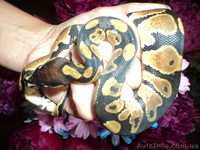 Продам малышей королевского питона(Python regius) - <ro>Изображение</ro><ru>Изображение</ru> #2, <ru>Объявление</ru> #906271