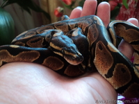 Продам малышей королевского питона(Python regius) - <ro>Изображение</ro><ru>Изображение</ru> #4, <ru>Объявление</ru> #906271