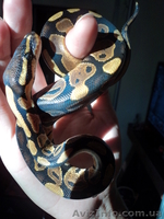 Продам малышей королевского питона(Python regius) - <ro>Изображение</ro><ru>Изображение</ru> #1, <ru>Объявление</ru> #906271