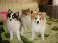 Щенки немецкого малого шпица - <ro>Изображение</ro><ru>Изображение</ru> #4, <ru>Объявление</ru> #901118