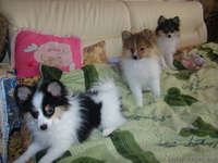 Щенки немецкого малого шпица - <ro>Изображение</ro><ru>Изображение</ru> #1, <ru>Объявление</ru> #901118