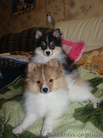Щенки немецкого малого шпица - <ro>Изображение</ro><ru>Изображение</ru> #2, <ru>Объявление</ru> #901118