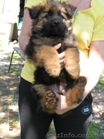 щенки немецкой овчарки от чемпиона - <ro>Изображение</ro><ru>Изображение</ru> #1, <ru>Объявление</ru> #895135