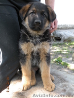 щенки немецкой овчарки от чемпиона - <ro>Изображение</ro><ru>Изображение</ru> #2, <ru>Объявление</ru> #895135