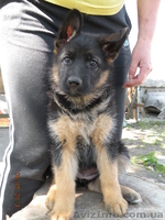щенки немецкой овчарки от чемпиона - <ro>Изображение</ro><ru>Изображение</ru> #3, <ru>Объявление</ru> #895135