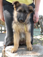 прекрасные щенки немецкой овчарки - <ro>Изображение</ro><ru>Изображение</ru> #1, <ru>Объявление</ru> #895132