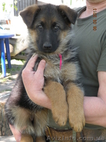 прекрасные щенки немецкой овчарки - <ro>Изображение</ro><ru>Изображение</ru> #2, <ru>Объявление</ru> #895132