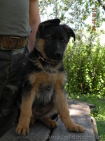прекрасные щенки немецкой овчарки - <ro>Изображение</ro><ru>Изображение</ru> #3, <ru>Объявление</ru> #895132