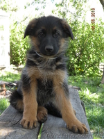 прекрасные щенки немецкой овчарки - <ro>Изображение</ro><ru>Изображение</ru> #4, <ru>Объявление</ru> #895132