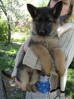 прекрасные щенки немецкой овчарки - <ro>Изображение</ro><ru>Изображение</ru> #5, <ru>Объявление</ru> #895132