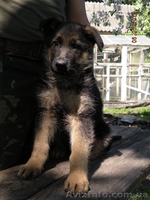 прекрасные щенки немецкой овчарки - <ro>Изображение</ro><ru>Изображение</ru> #6, <ru>Объявление</ru> #895132