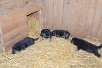 ЧИСТОКРОВНЫЕ ВЕО недорого - <ro>Изображение</ro><ru>Изображение</ru> #4, <ru>Объявление</ru> #902287