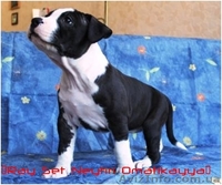 Американский стаффордширский терьер. Высокопородные щенки от титулованных родите - <ro>Изображение</ro><ru>Изображение</ru> #1, <ru>Объявление</ru> #897282