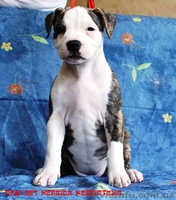 Американский стаффордширский терьер. Высокопородные щенки от титулованных родите - <ro>Изображение</ro><ru>Изображение</ru> #2, <ru>Объявление</ru> #897282