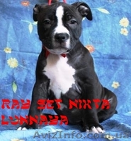 Американский стаффордширский терьер. Высокопородные щенки от титулованных родите - <ro>Изображение</ro><ru>Изображение</ru> #3, <ru>Объявление</ru> #897282