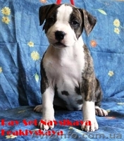 Американский стаффордширский терьер. Высокопородные щенки от титулованных родите - <ro>Изображение</ro><ru>Изображение</ru> #4, <ru>Объявление</ru> #897282