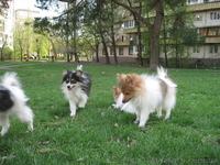 Щенки немецкого малого шпица - <ro>Изображение</ro><ru>Изображение</ru> #6, <ru>Объявление</ru> #901118