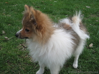 Щенки немецкого малого шпица - <ro>Изображение</ro><ru>Изображение</ru> #7, <ru>Объявление</ru> #901118