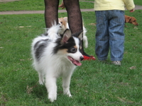 Щенки немецкого малого шпица - <ro>Изображение</ro><ru>Изображение</ru> #8, <ru>Объявление</ru> #901118