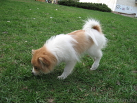 Щенки немецкого малого шпица - <ro>Изображение</ro><ru>Изображение</ru> #10, <ru>Объявление</ru> #901118