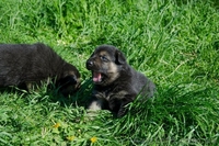 ЧИСТОКРОВНЫЕ ВЕО недорого - <ro>Изображение</ro><ru>Изображение</ru> #2, <ru>Объявление</ru> #902287