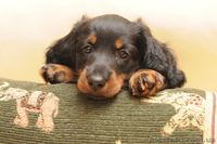 Счастье в дом - щенки длинношерстной таксы!!! - <ro>Изображение</ro><ru>Изображение</ru> #2, <ru>Объявление</ru> #895797