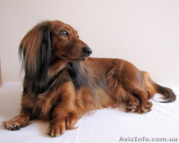 Длинношерстная такса - <ro>Изображение</ro><ru>Изображение</ru> #3, <ru>Объявление</ru> #895798