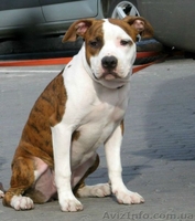 Девочки Американский Стаффордширский Терьер. - <ro>Изображение</ro><ru>Изображение</ru> #1, <ru>Объявление</ru> #217777