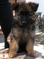 щенки немецкой овчарки от чемпиона - <ro>Изображение</ro><ru>Изображение</ru> #4, <ru>Объявление</ru> #895135