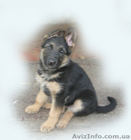 щенок немецкой овчарки. - <ro>Изображение</ro><ru>Изображение</ru> #1, <ru>Объявление</ru> #903607