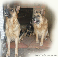 щенок немецкой овчарки. - <ro>Изображение</ro><ru>Изображение</ru> #2, <ru>Объявление</ru> #903607