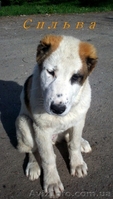  Щенки АЛАБАЯ (Среднеазиатская овчарка) - <ro>Изображение</ro><ru>Изображение</ru> #4, <ru>Объявление</ru> #898957