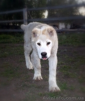  Щенки АЛАБАЯ (Среднеазиатская овчарка) - <ro>Изображение</ro><ru>Изображение</ru> #2, <ru>Объявление</ru> #898957