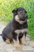 ЧИСТОКРОВНЫЕ ВЕО недорого - <ro>Изображение</ro><ru>Изображение</ru> #3, <ru>Объявление</ru> #902287