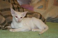 Ориентальные и сиамские кошки за условную цену - <ro>Изображение</ro><ru>Изображение</ru> #3, <ru>Объявление</ru> #308302