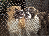  Щенки АЛАБАЯ (Среднеазиатская овчарка) - <ro>Изображение</ro><ru>Изображение</ru> #3, <ru>Объявление</ru> #898957