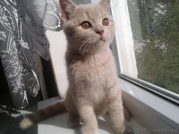 Котята породы британская короткошерстная. - <ro>Изображение</ro><ru>Изображение</ru> #1, <ru>Объявление</ru> #916430