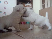 Лето с Вестиком! - <ro>Изображение</ro><ru>Изображение</ru> #2, <ru>Объявление</ru> #905967